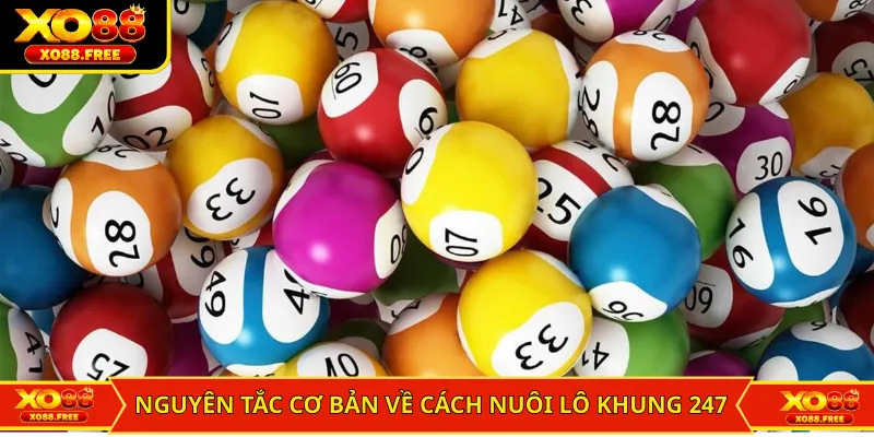 Những nguyên tắc cơ bản về cách nuôi lô khung 247 cho người mới